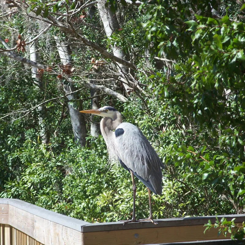 bird watching in florida