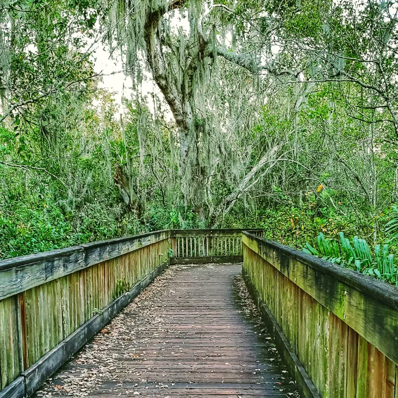 bird watching in florida