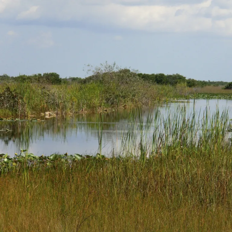 florida freshwater wildlife4