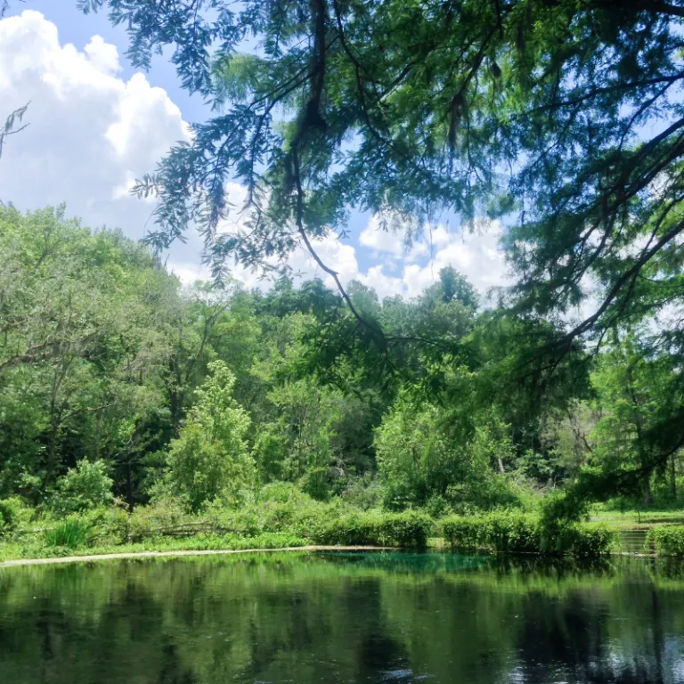 florida freshwater wildlife5