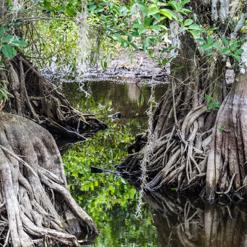 Big Cypress National Preserve