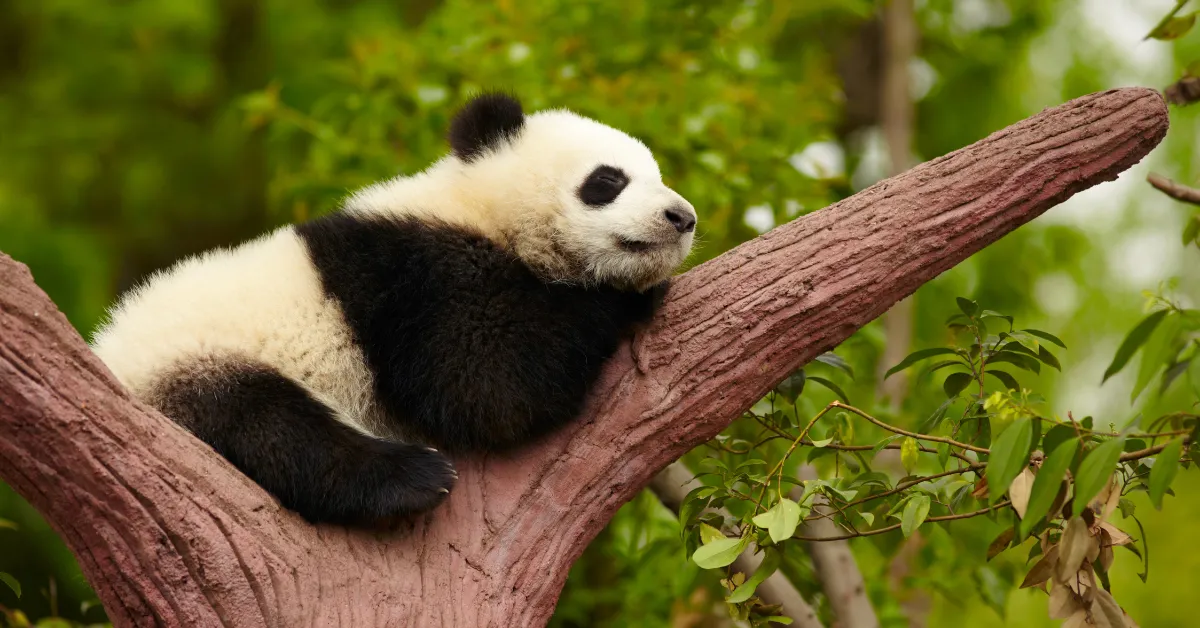 Giant Pandas Arriving San Diego