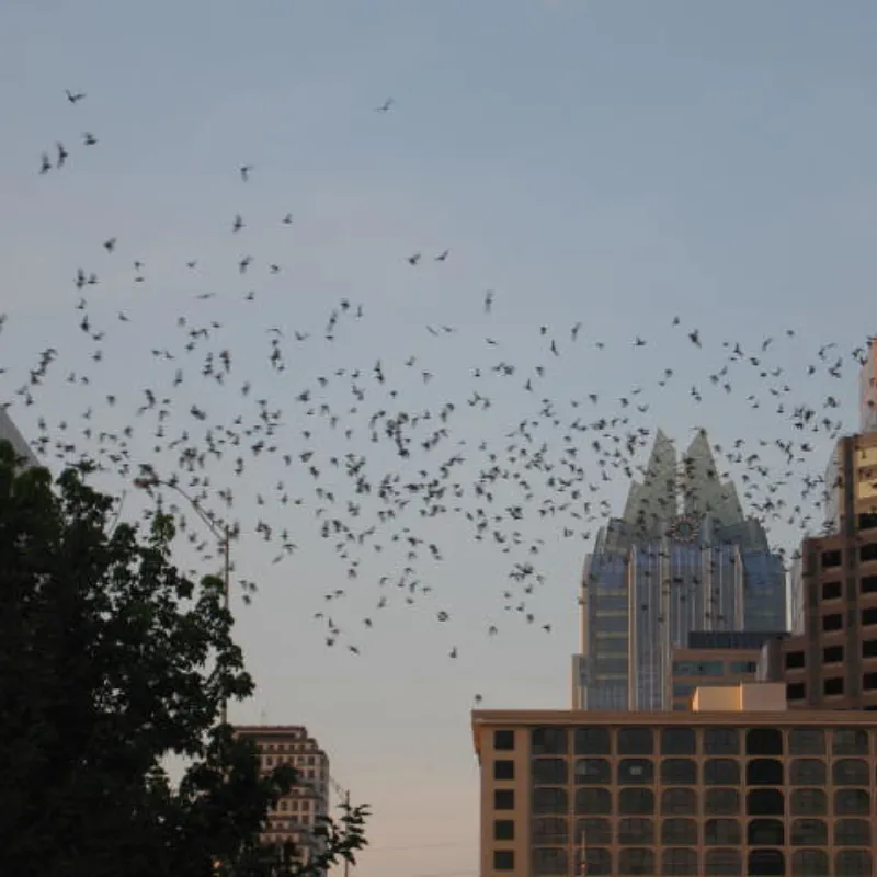 Bats in Austin, Texas