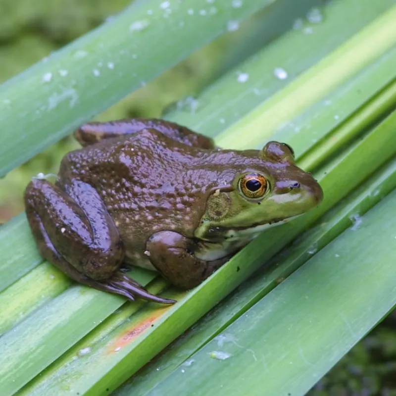 American Toads in Philadelphia, Pennsylvania