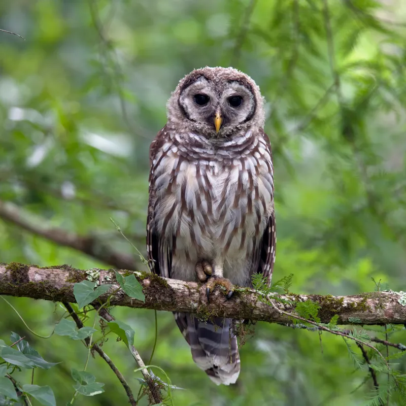 Barred Owls in Charlotte, North Carolina