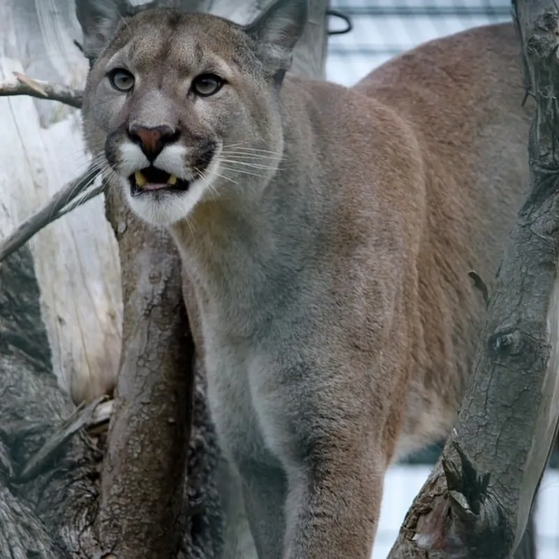 Mountain Lions in Los Angeles, California